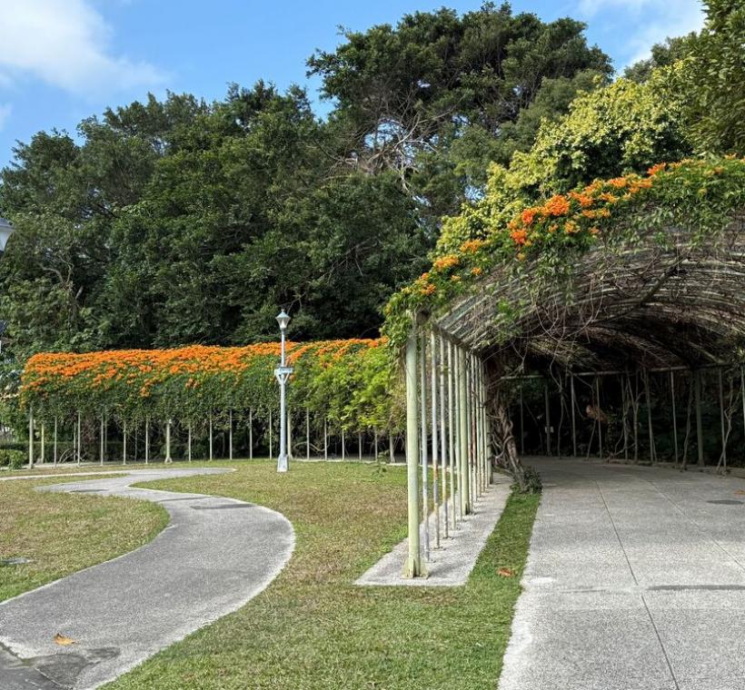圓山捷運站出口處，就可以看到喜氣的炮仗花瀑美景。