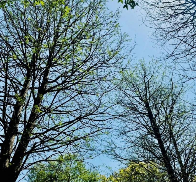 大安森林公園生態池旁落羽松萌發新芽