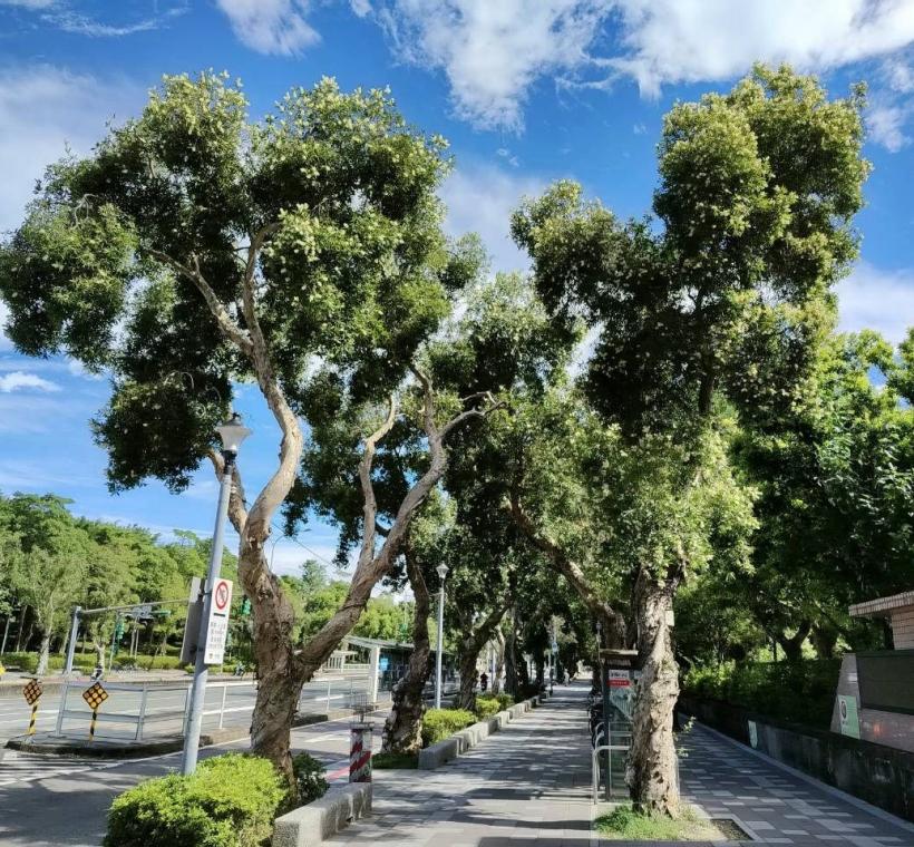 颯爽金風拂過新生南路，沿途高聳挺立的白千層也迎來秋天的盛花期