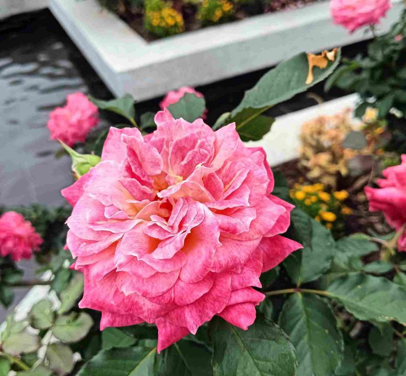 圖6「溫暖」橙色、黃色的花心，伴隨著不同花開階段，出現多種花色變化，植株整體呈現出豐富多彩的暖色系色彩。