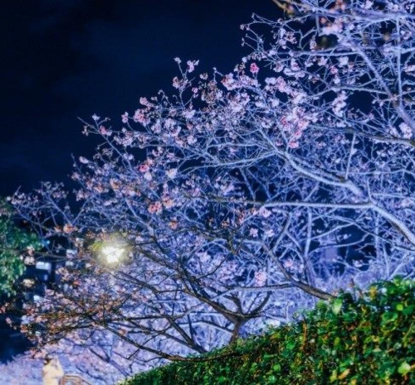 樂活公園寒櫻-晚上