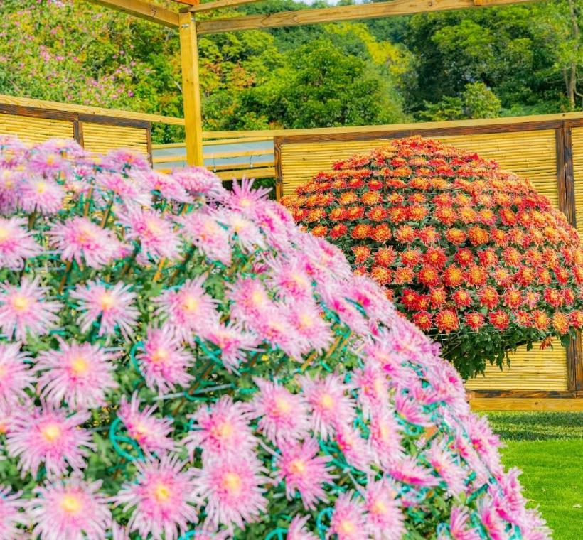 大立菊