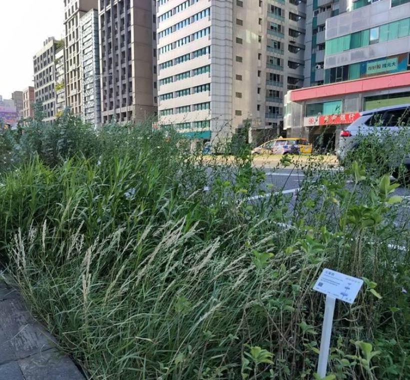 在臺北繁忙的忠孝東路街道一隅，有一方不喧嘩的綠意收藏土地最原初的風景