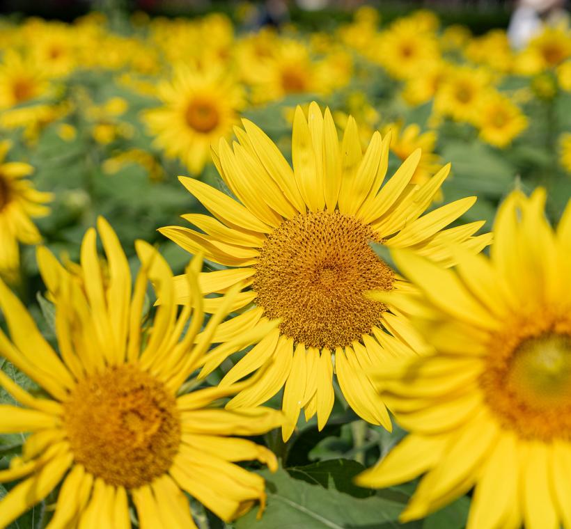 千陽與萬陽堆疊出浪漫花海