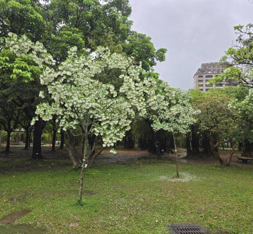 大安森林公園流蘇花開