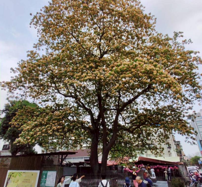 溫州街魚木賞花秘境藏身大安區大學里巷弄