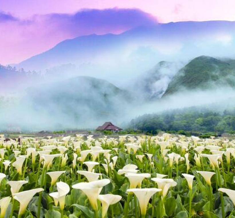 竹子湖地區是罕見可同時欣賞山景與花海景觀的優質賞花景點