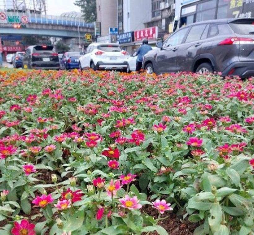 民族東路上分隔島的臺北玫瑰園廣告牌，也有百日草蹤跡。