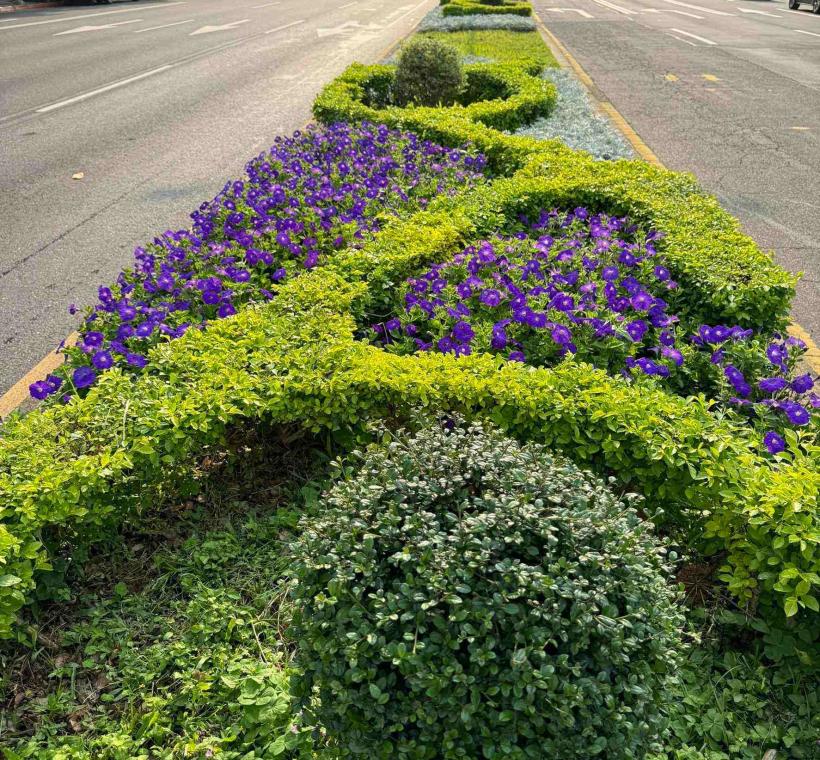 圖2.劍潭路種植矮牽牛、銀葉菊、金葉金露華