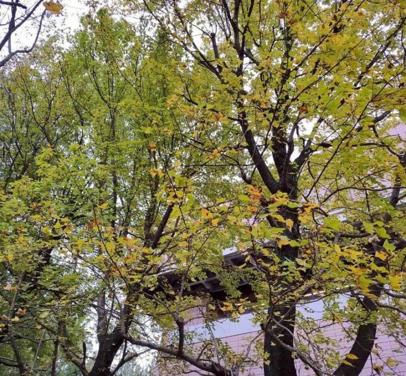 近日低溫讓北市街頭及公園的楓香變色，黃、橘、紅等火熱般的色彩，撫慰溫暖觀賞民眾心頭(國家圖書館旁)