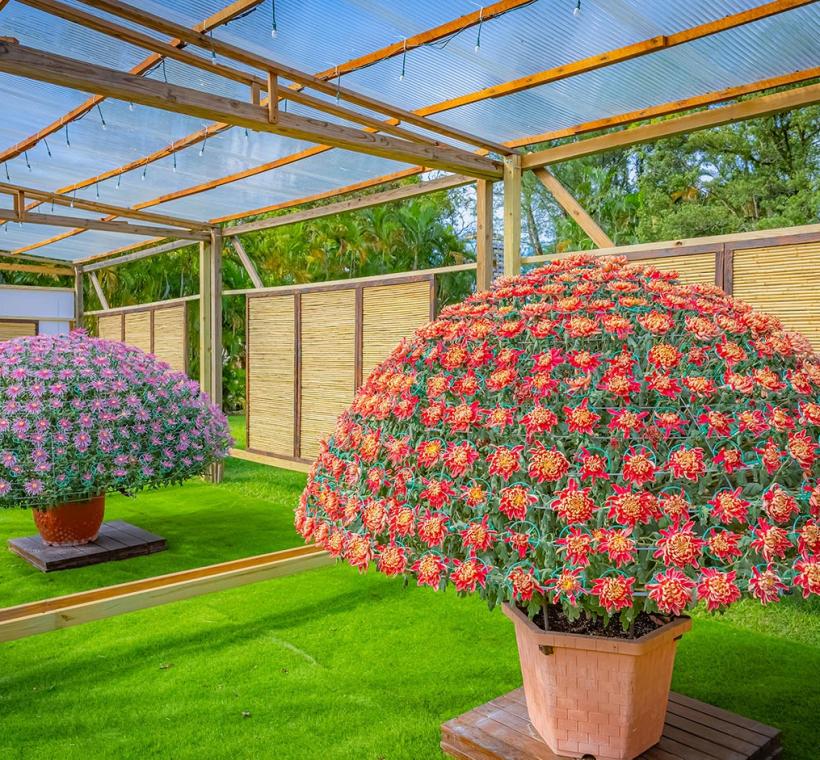 經典的大立菊齊齊綻放展現美麗姿態