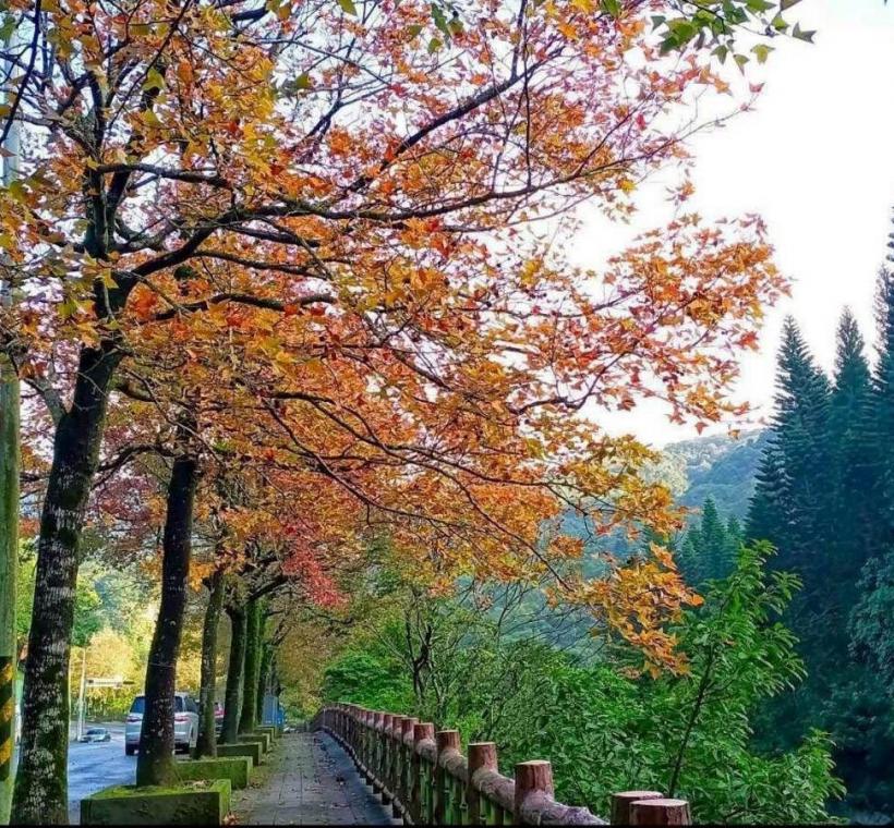 葉色從翠綠、金黃、亮橘到嫣紅交織並存，宛如秋日雲霞(至善路1-3段)