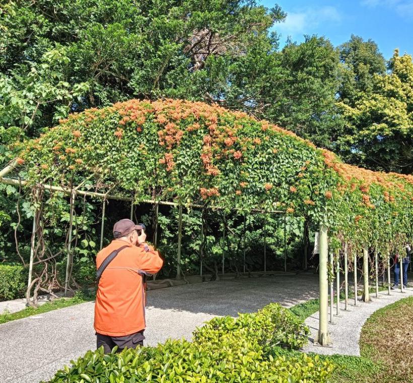炮仗花瀑吸引民眾拍照取景
