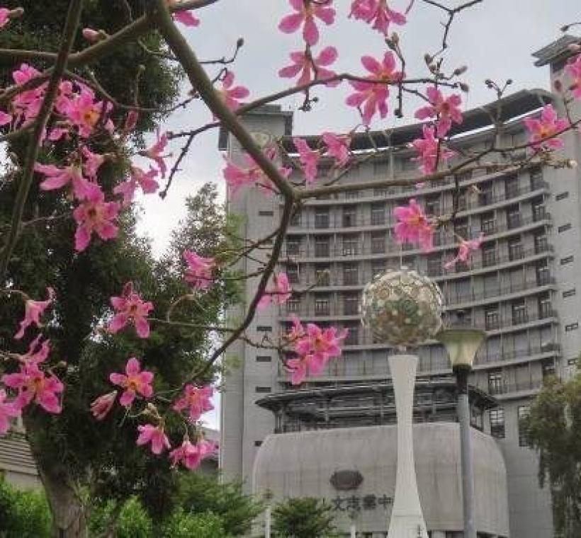 (圖片9) 大度路三段美人樹