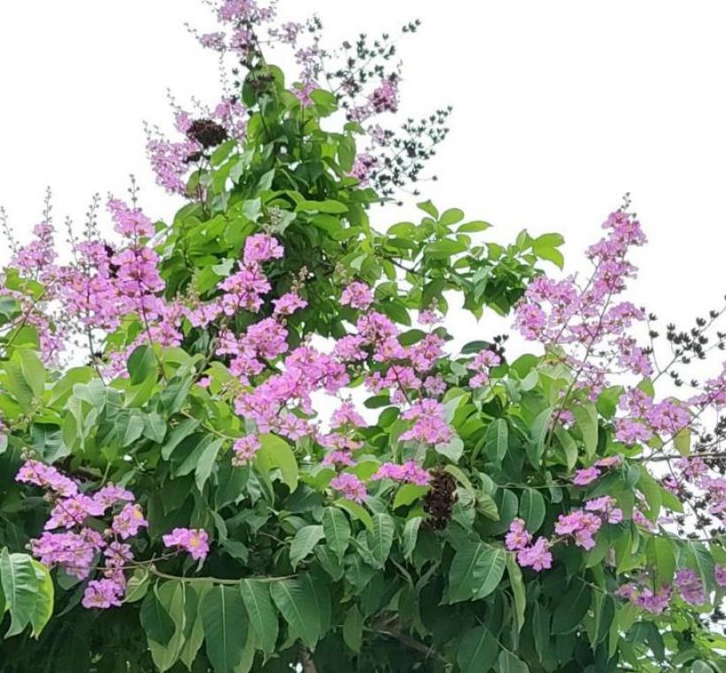 民權東路大花紫薇枝頭綻放，一簇簇粉紫色花朵如雲似霞景