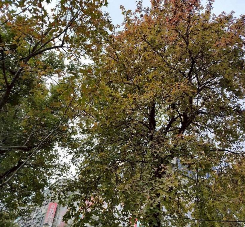 不管是晴天還是陰天，隨便拍都很美(林森公園、康樂公園)