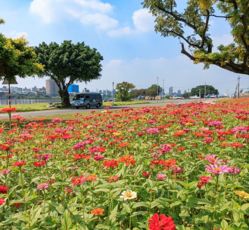 河雙21河濱公園 百日草花海鮮豔怒放中