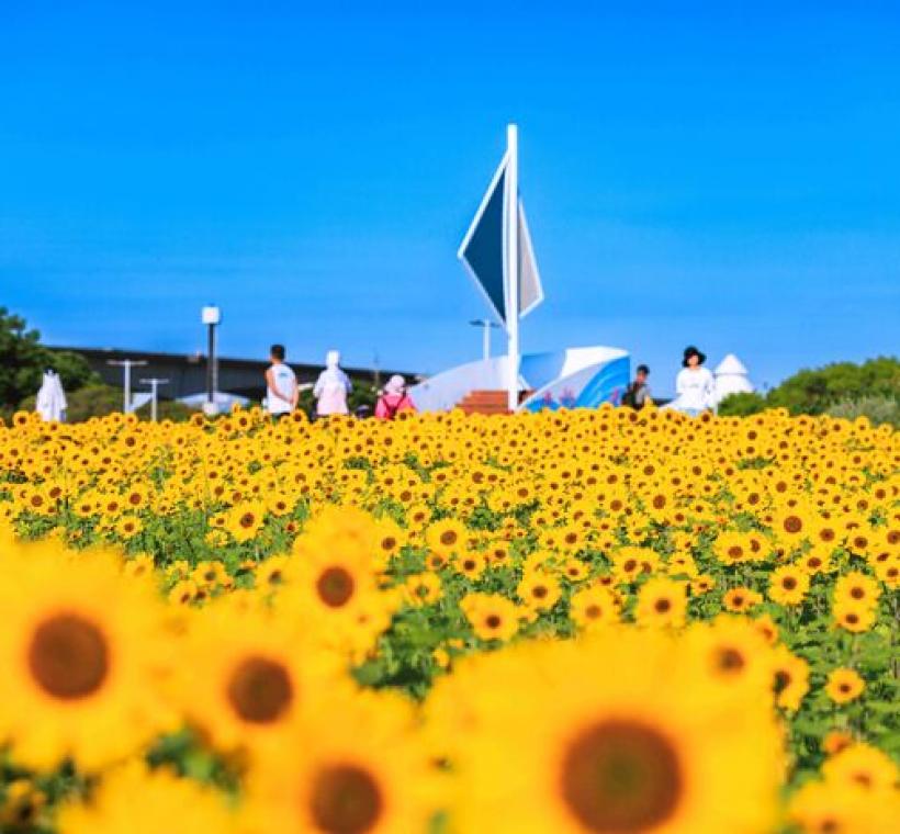 大佳河濱花海 向日葵花海盛開 現在正是賞花期 