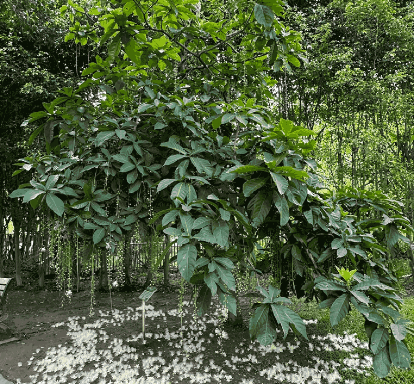 圖11 穗花棋盤腳夜晚花開、清晨花落，如煙花般短暫而美麗。(攝影者榮星志工劉碧鵑)