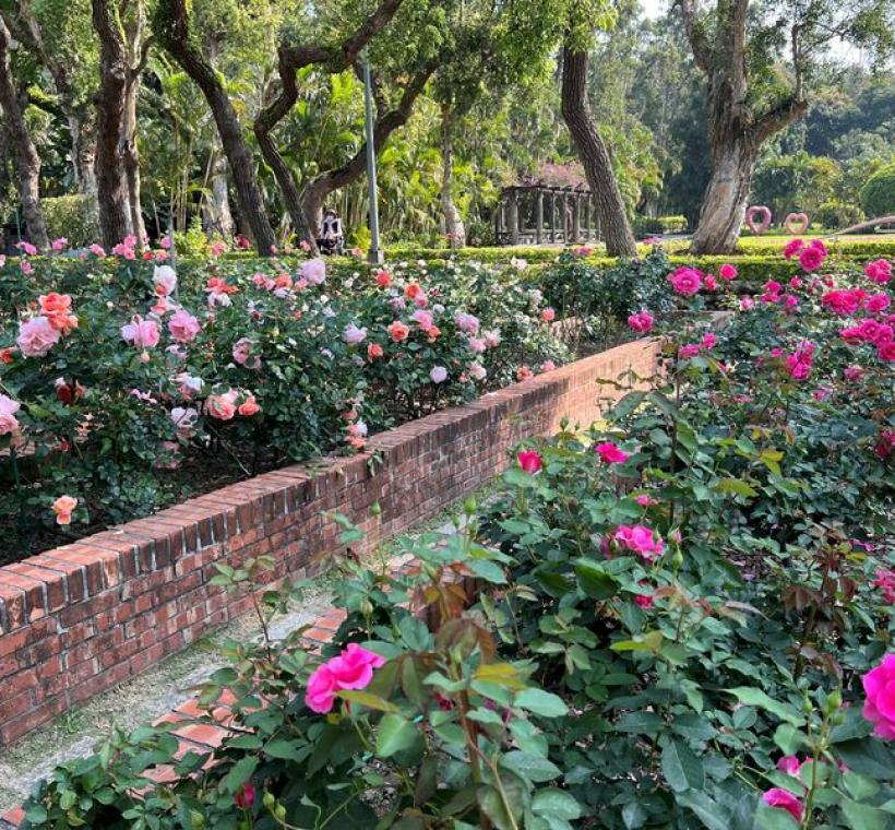 士林官邸玫瑰園目前花開約5成，邀請大家來欣賞這甜蜜景致