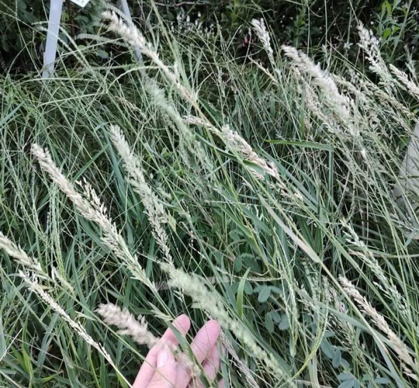 尼氏畫眉草在方寸之間展現野花樸實而細膩的美感