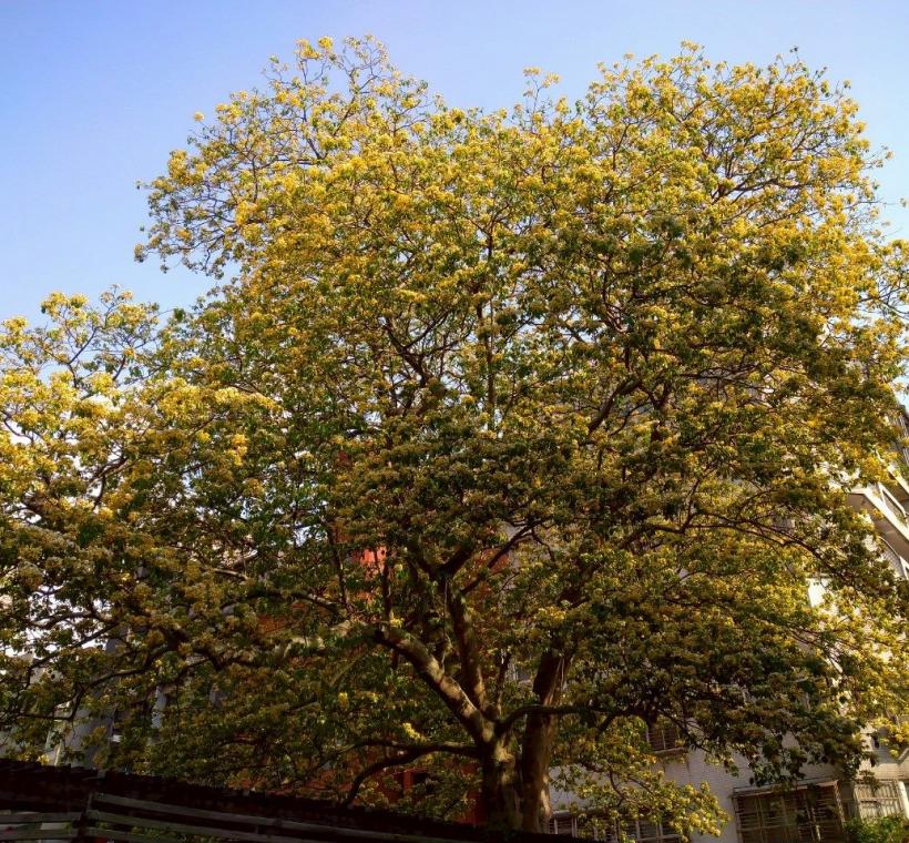 溫州街加羅林魚木是臺北市特色街景