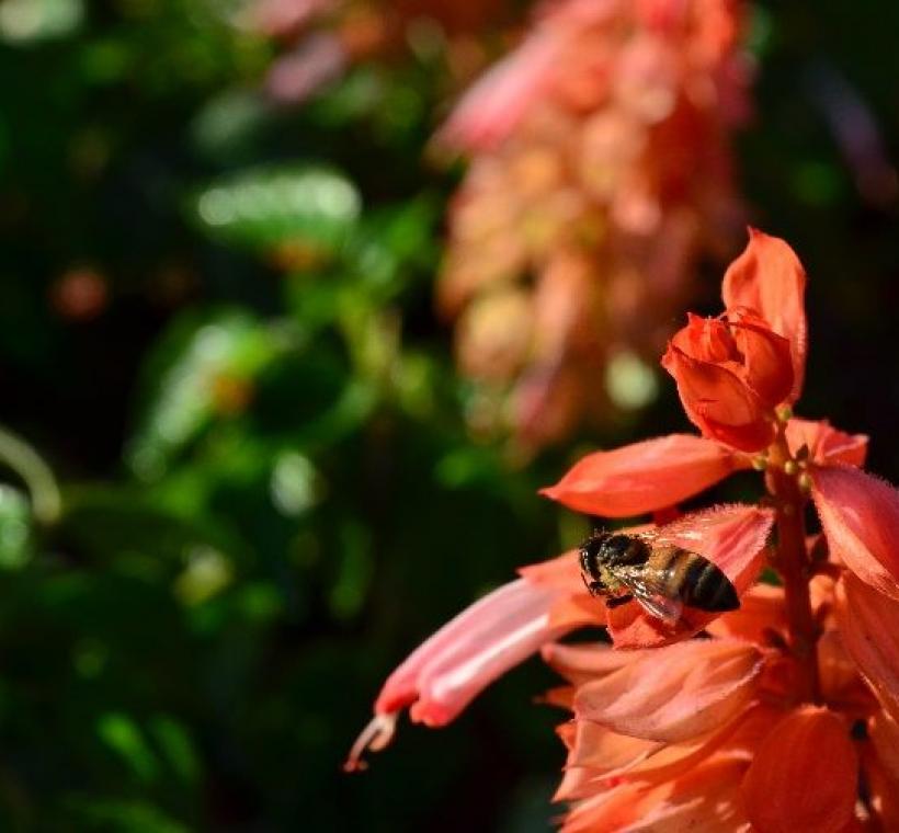 一串紅吸引蜜蜂駐足、採蜜