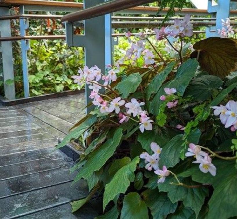 圖7.粉白色的南投秋海棠花。
