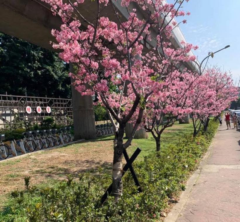  劍潭國小對面 富士櫻