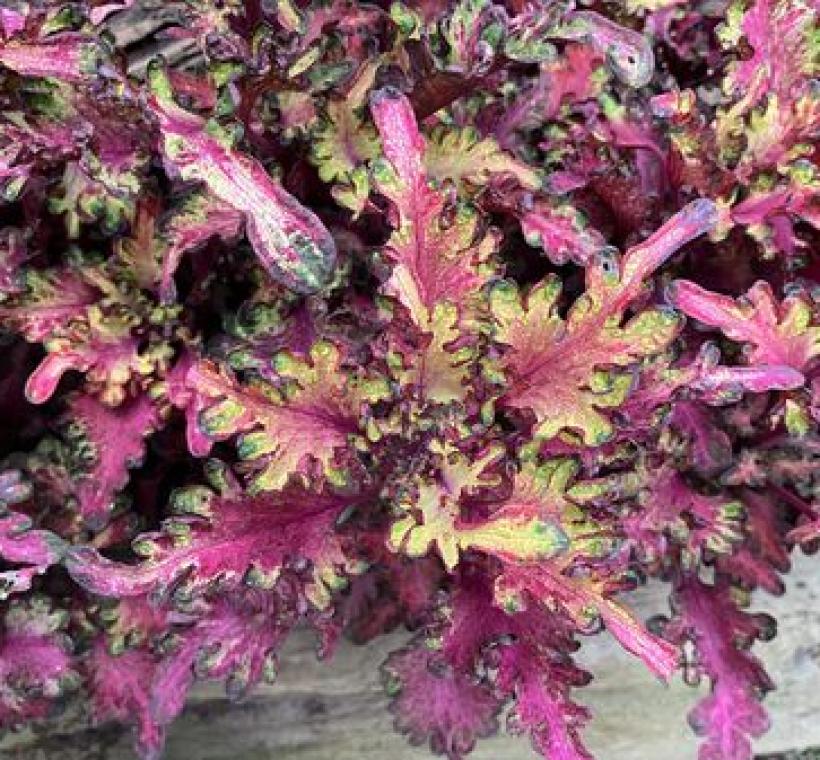 葉緣滾邊猶如舞裙飄逸的「桃樂絲」彩葉草