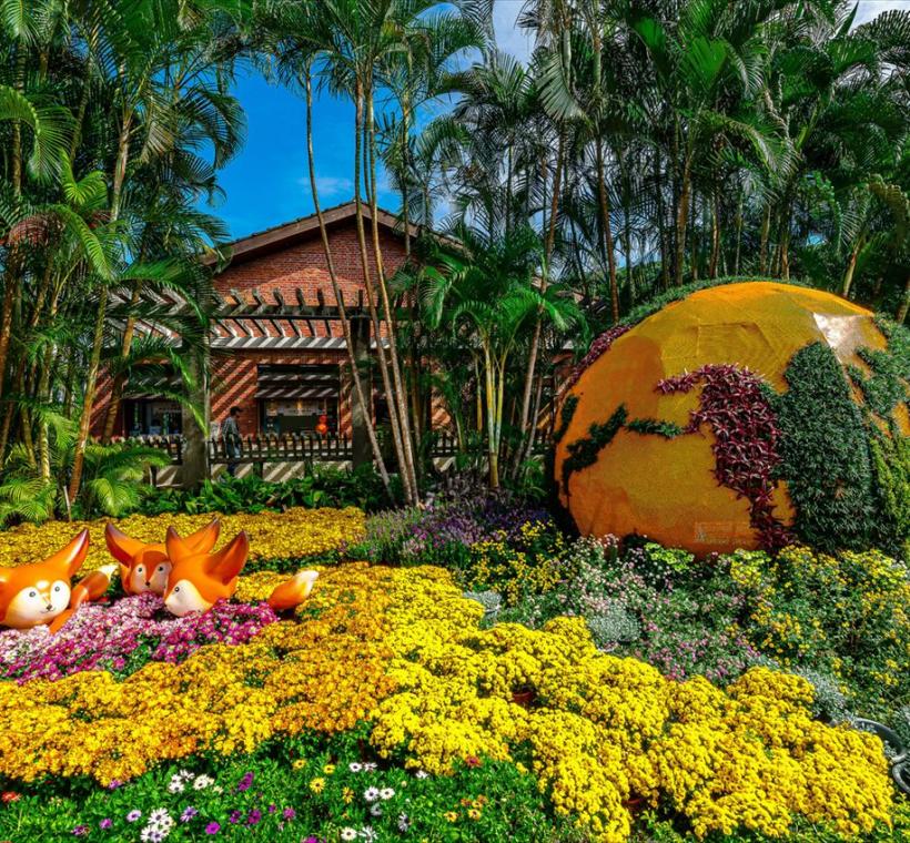 優選-菊花景觀-邱麗美