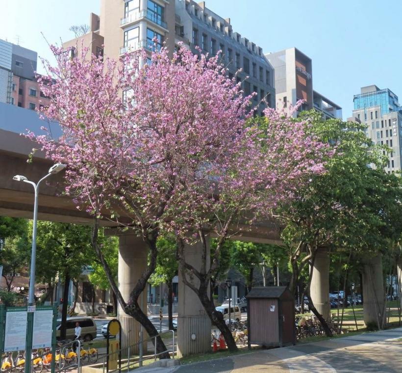 基河公園羊蹄甲助陣春日粉紅熱潮。