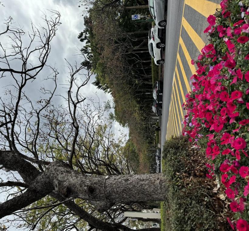 矮牽牛花朵密集，色彩展現度佳，是美化市容良好植栽選擇