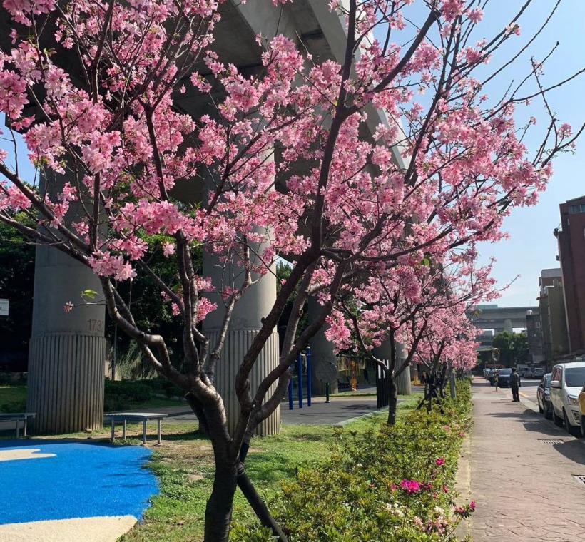  劍潭國小對面 富士櫻