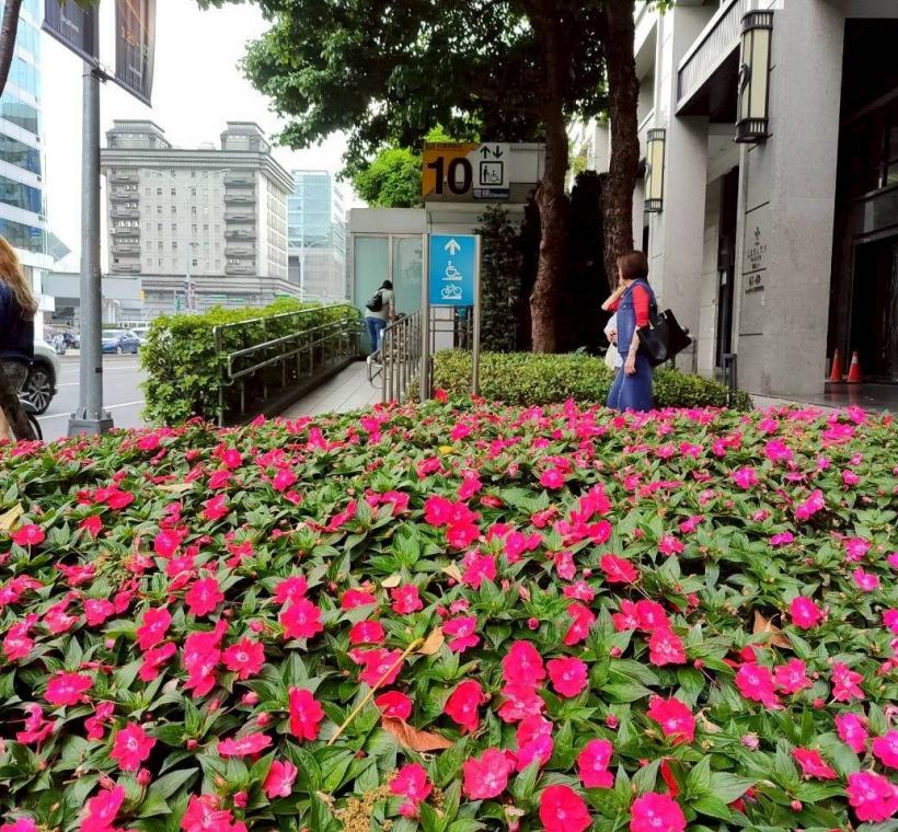 盛開杜鵑及草花為街道帶來活力