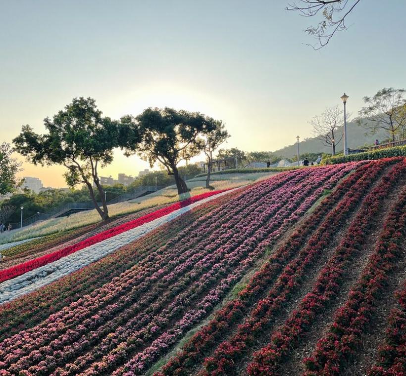三層崎花海花況 遠景
