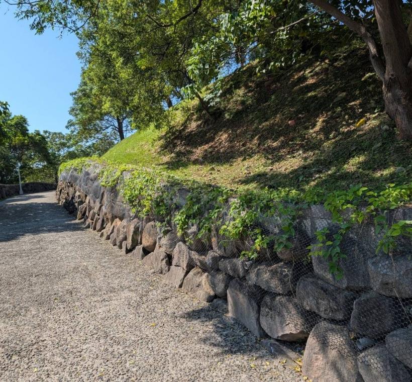 圖2未來炮仗花長廊盛開，將與三層崎花海相呼應