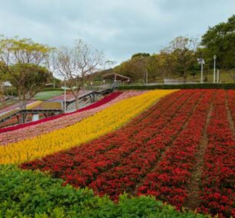 三層崎花海，坡地地形結合繽紛色彩，吸引民眾前來合影。