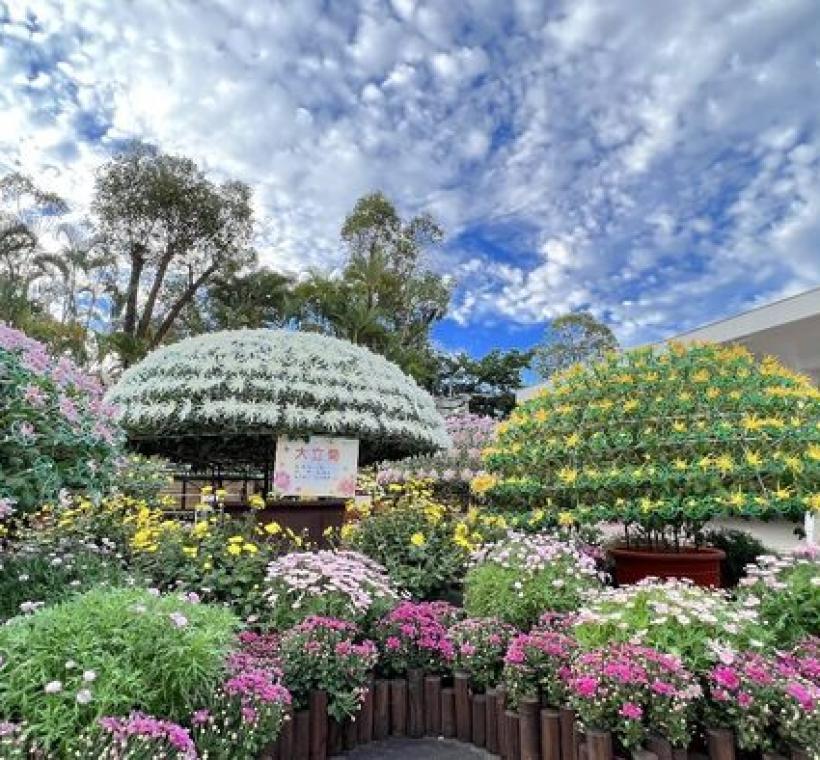 單株可開出數百朵花的大立菊展現公園處精湛的園藝栽培技術