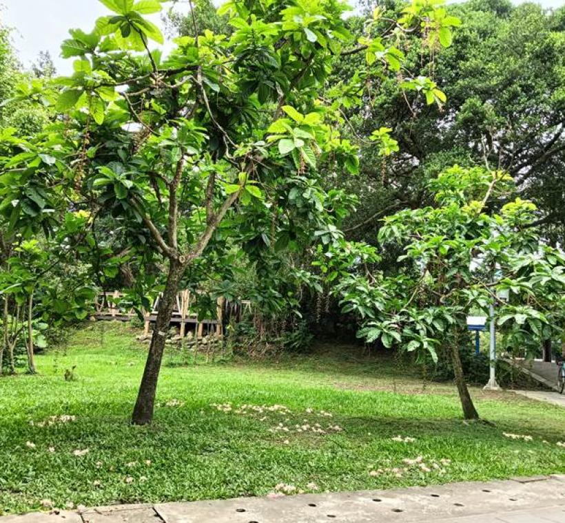 圖3 由於其樹根系統特別旺盛，能保護土壤免於流失，因此也是水土保持最佳樹種