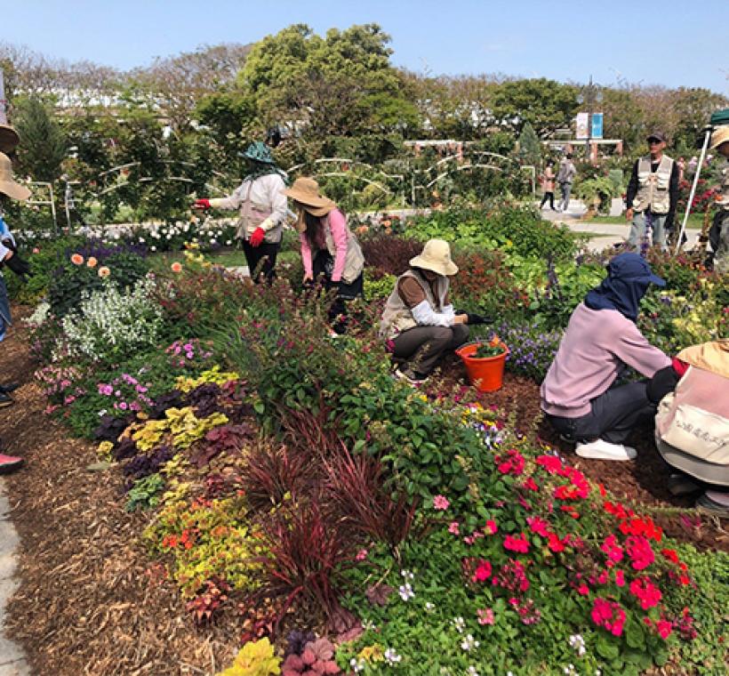圖11志工與同仁一同養護園藝植物佈展區。