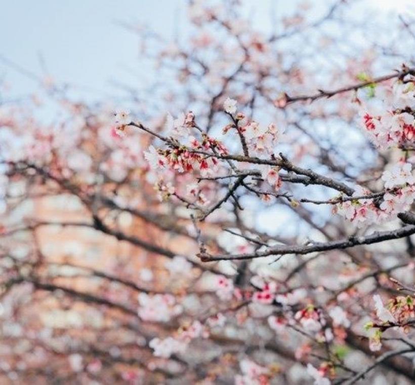 樂活公園寒櫻-白天