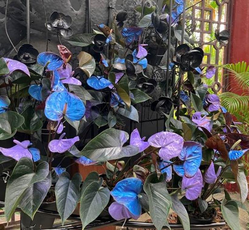 將巧克力色火鶴花噴上藍、紫色加強整體層次感