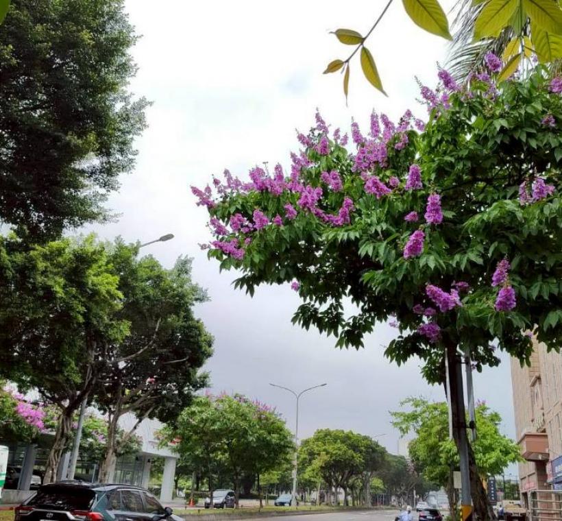 民權東路大花紫薇枝頭綻放，一簇簇粉紫色花朵如雲似霞景