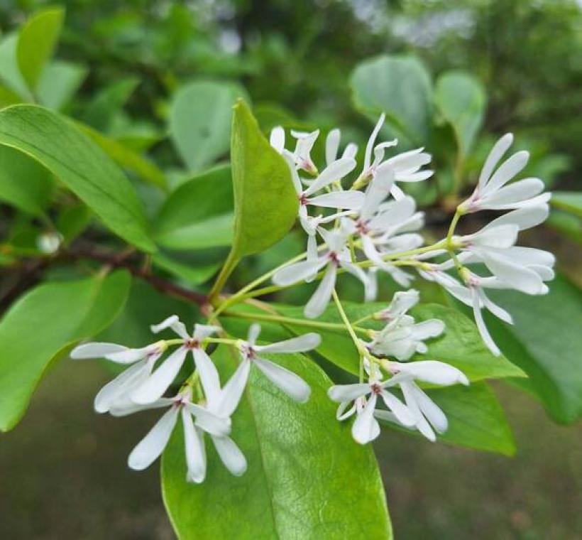 流蘇花近照
