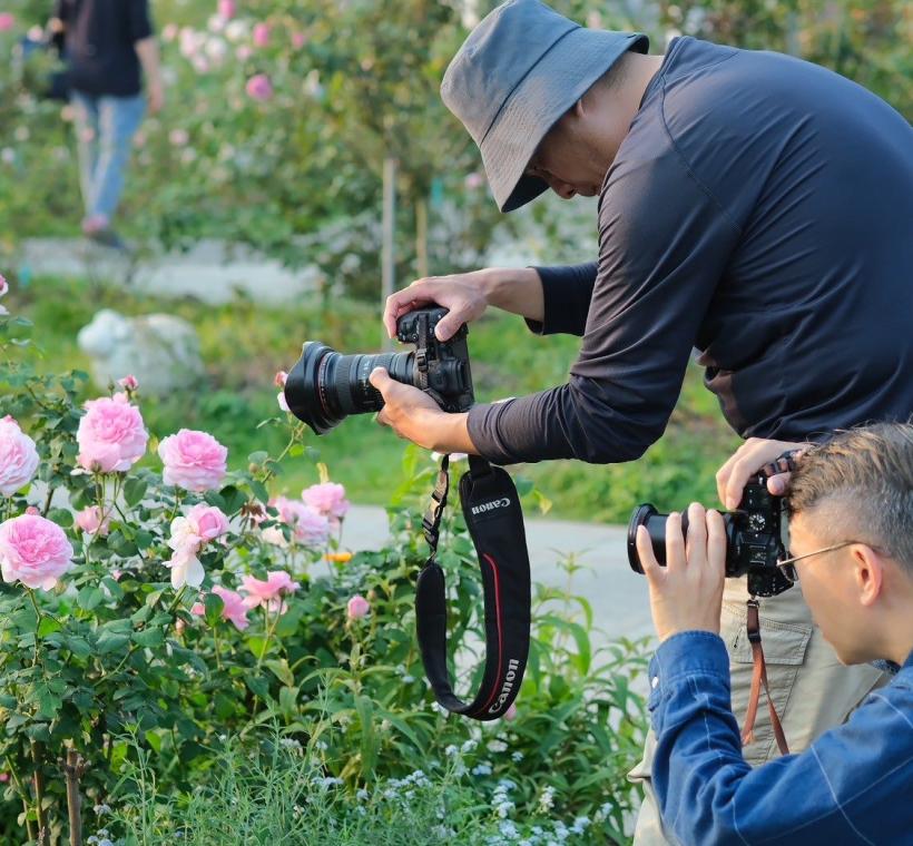 民眾持相機捕捉玫瑰的風采