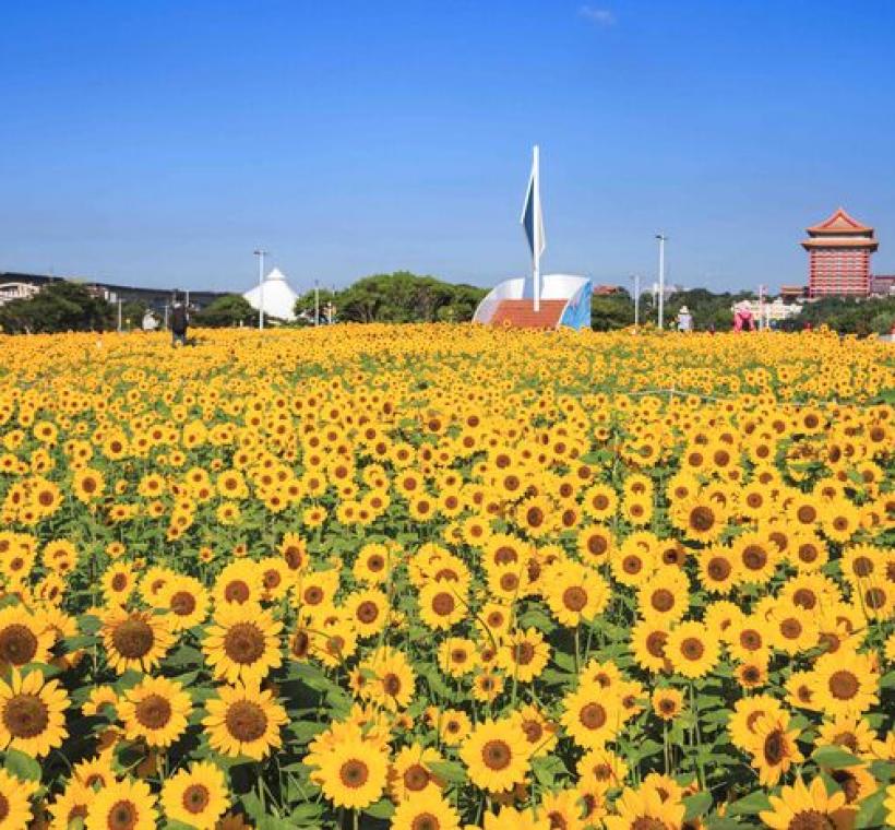 大佳河濱花海 向日葵花海盛開 現在正是賞花期 