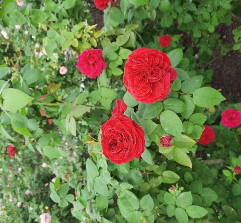 「苔絲」一直是婚禮花束中的主角，其深紅色的絲絨般花瓣和多頭開放的豐滿花苞而聞名。