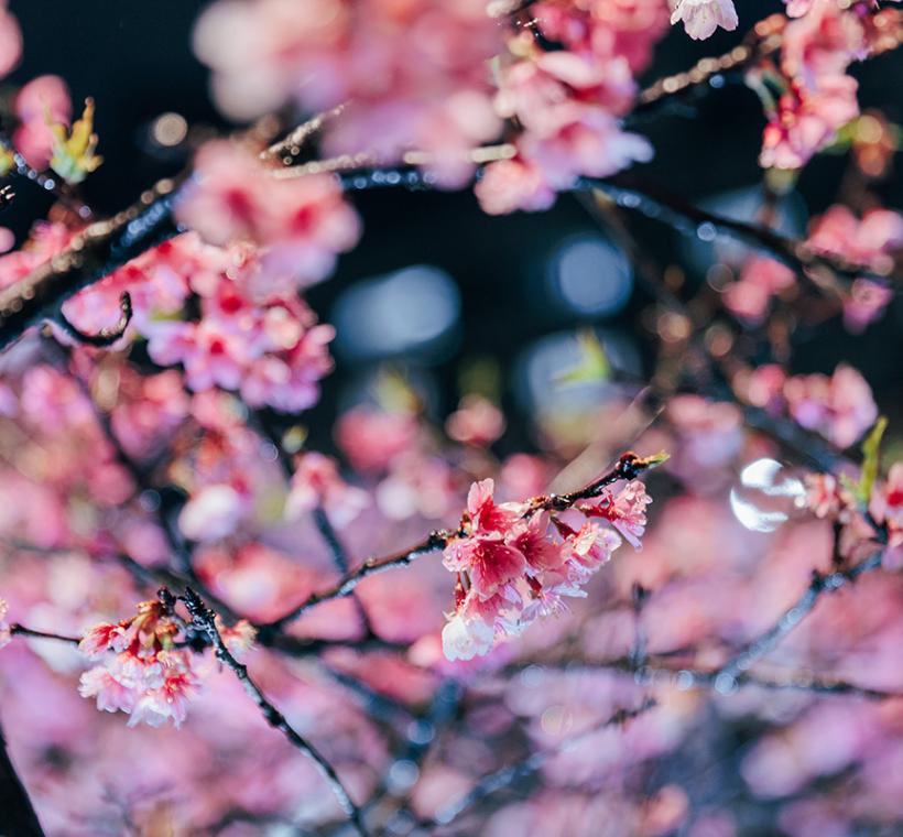 2026樂活寒櫻-特寫2