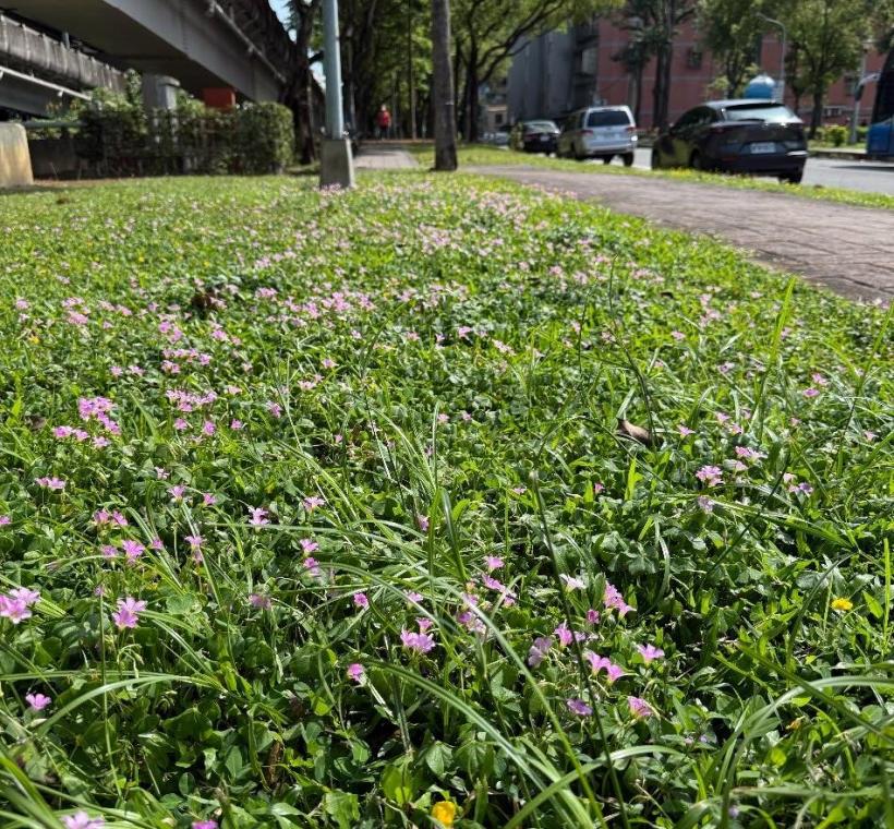 週美綠地紫花酢醬草近拍